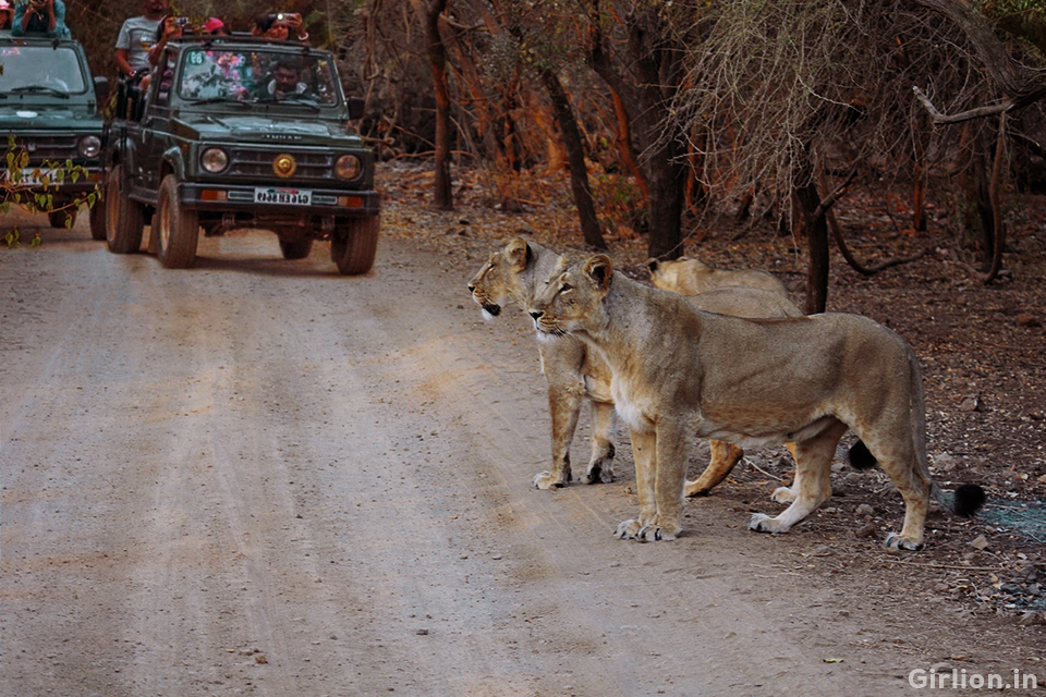 Corbett Holiday Tour with 1 jeep safari